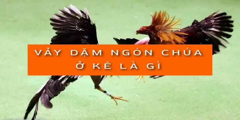 Vảy dặm ngón chúa là tốt hay xấu? Cách chọn chiến kê qua vảy 1 vay-dam-o-ngon-chua-o-ke-la-gi